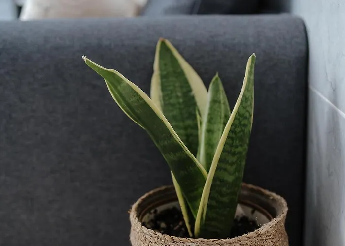 Casa Da Sereia Appartement Leiria